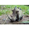 3D-Model-Wild-Dier-Neushoorn-8-6x4-3x5-8-cm