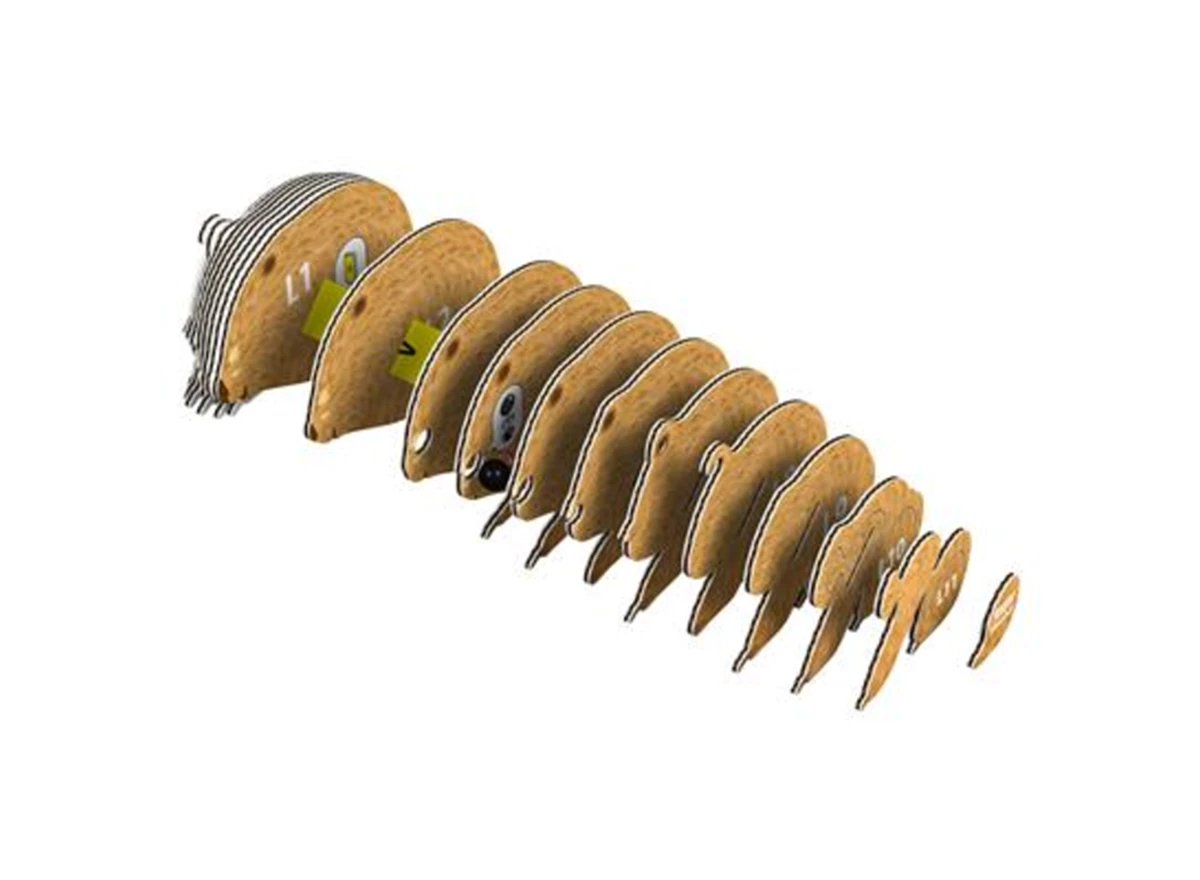 3D-Model-Wild-Dier-Wombat-6-3x4-1x4-4-cm