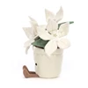 Amuseable-Gold-Poinsettia