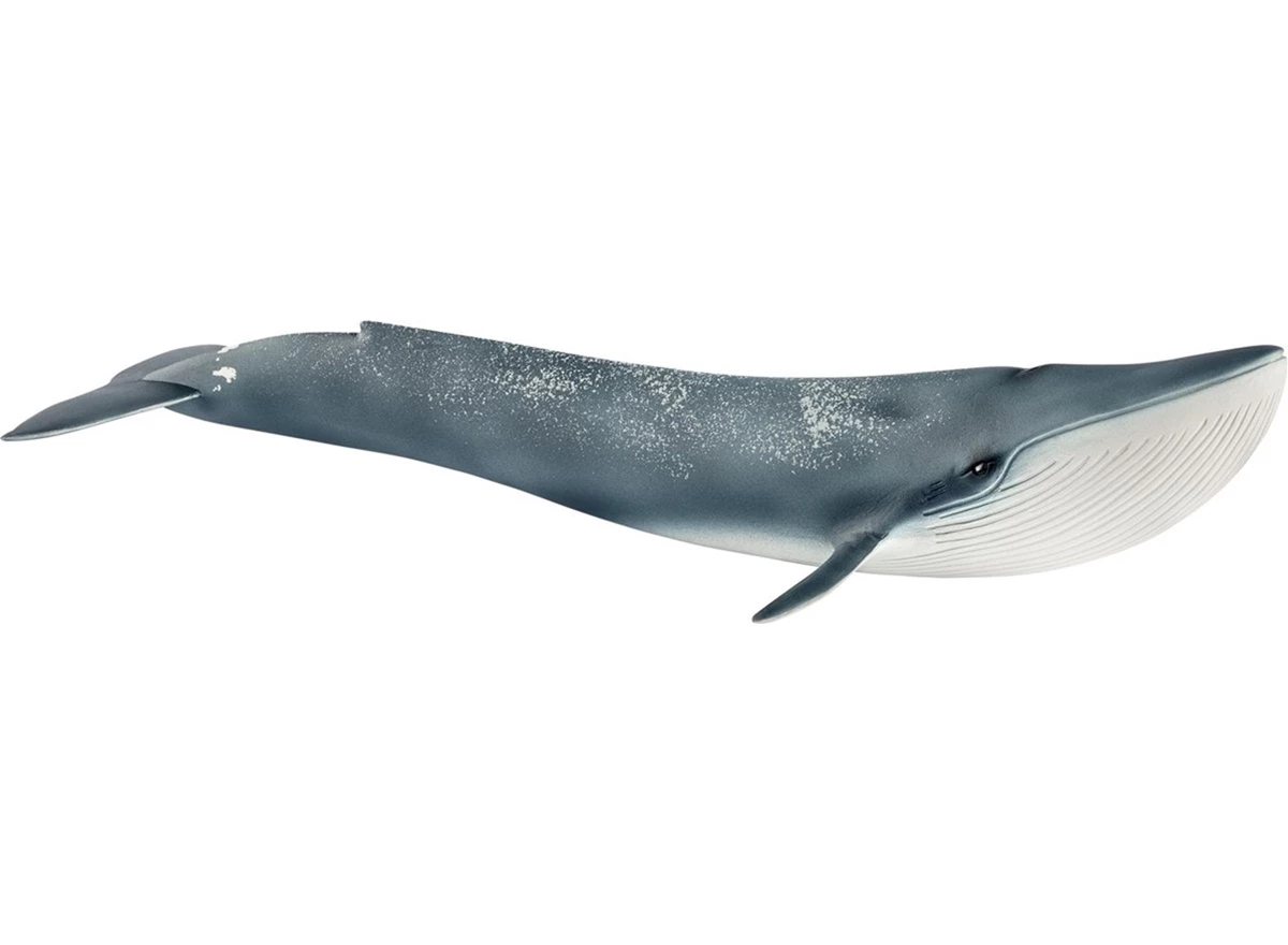 Blauwe-Walvis