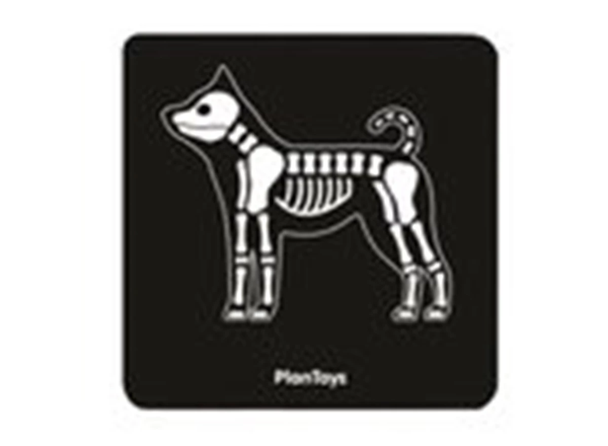Set-Dierenarts