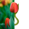 Theo-de-Tulp-Baby-Bijtring